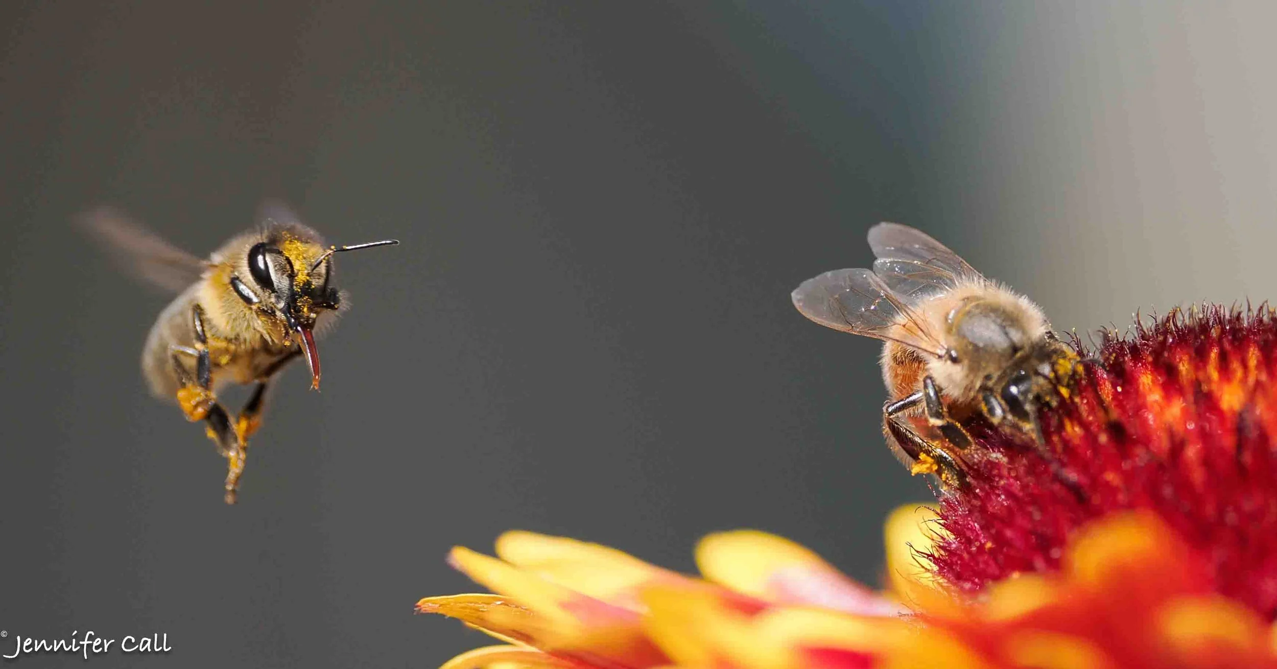 2 bees one flower-1.JPG