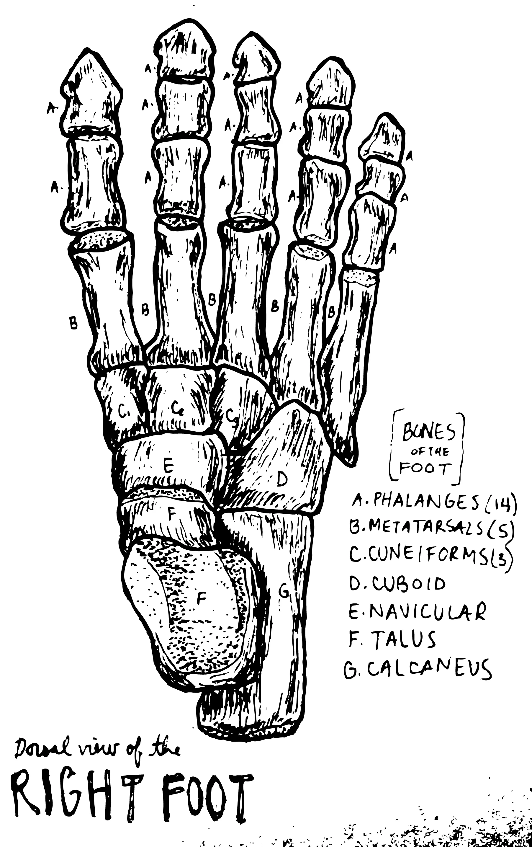 Trying my hand at illustration the body.