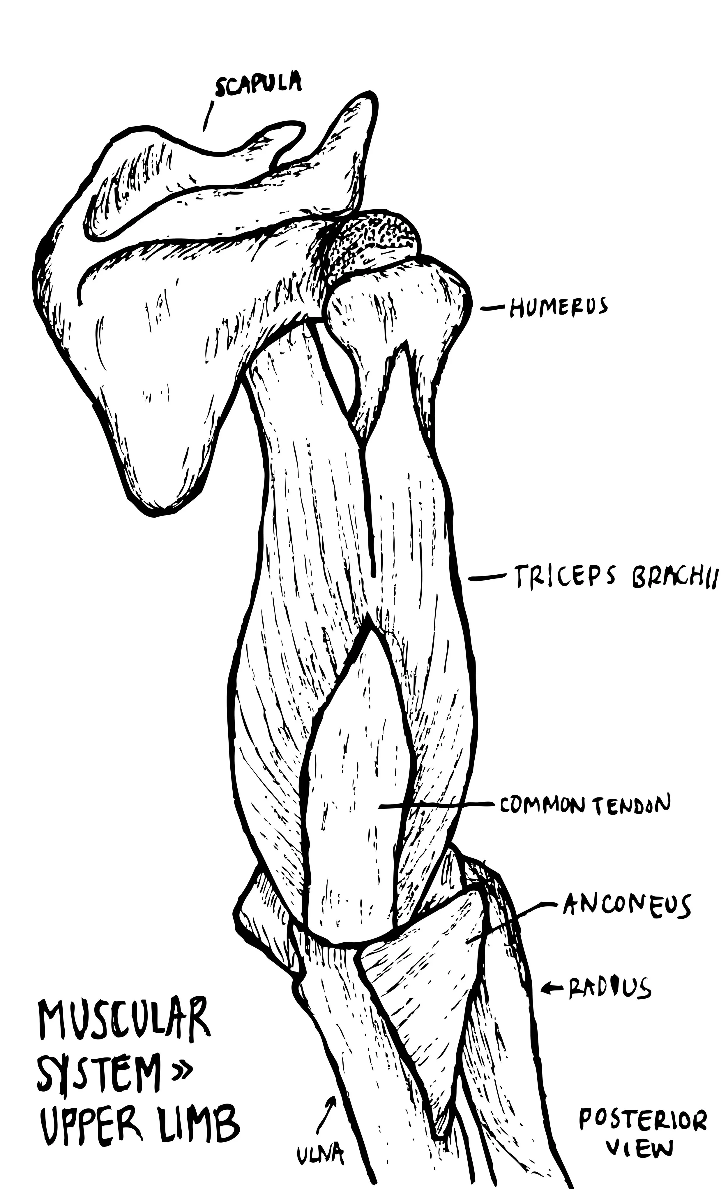Trying my hand at illustration the body.