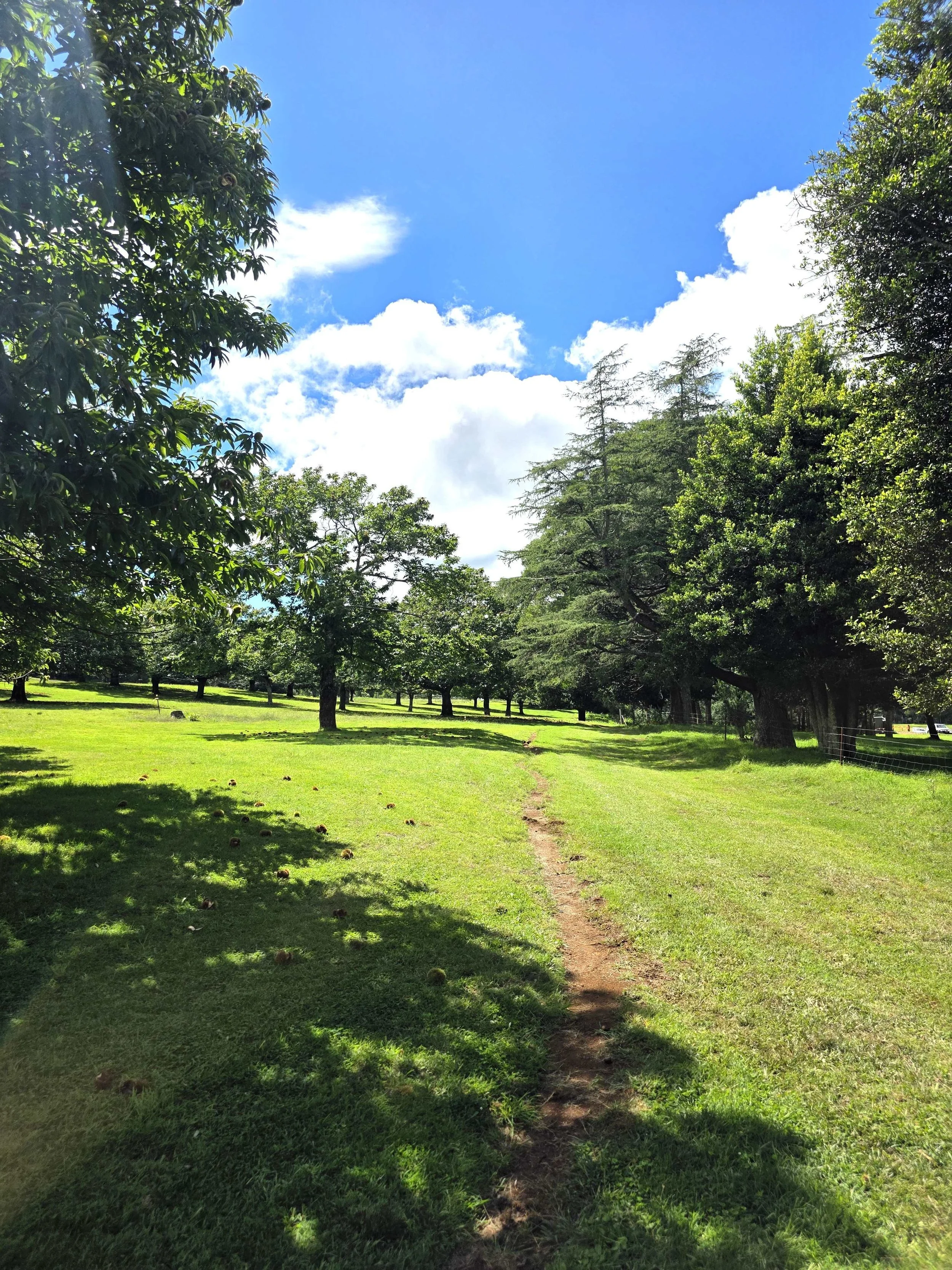 Chestnut trees and open orchard at Kookootonga Nut Farm Mt Irvine NSW during autumn chestnut picking season