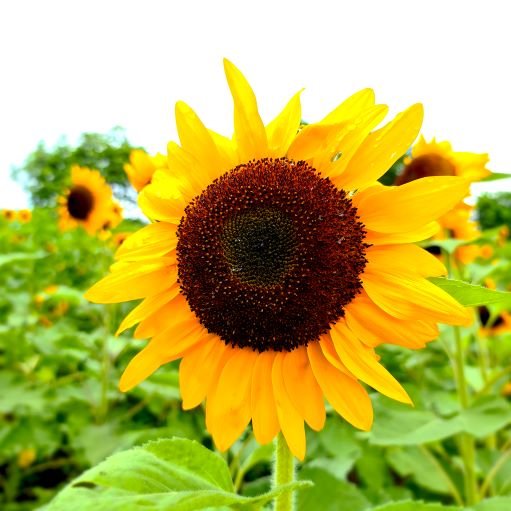 Sunflowers kurmond