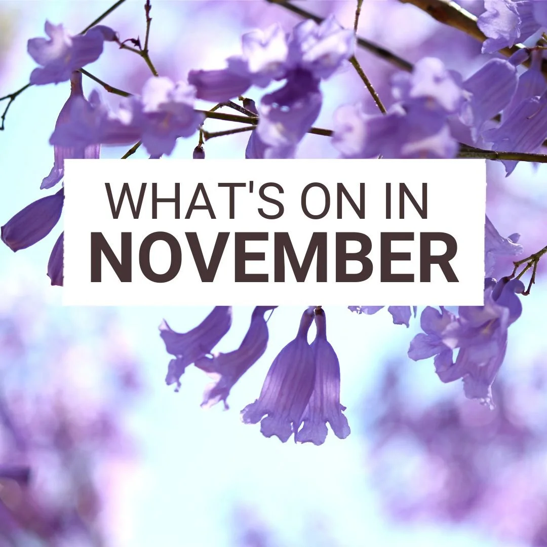 ☀️ November at @didosplace is all about sunshine, late-afternoon hot tub dips and taking it slow before the Christmas rush kicks in. Here&rsquo;s a peek at what&rsquo;s on around the Hawkesbury this month:

🟣 It's Jacaranda season and our favourite 