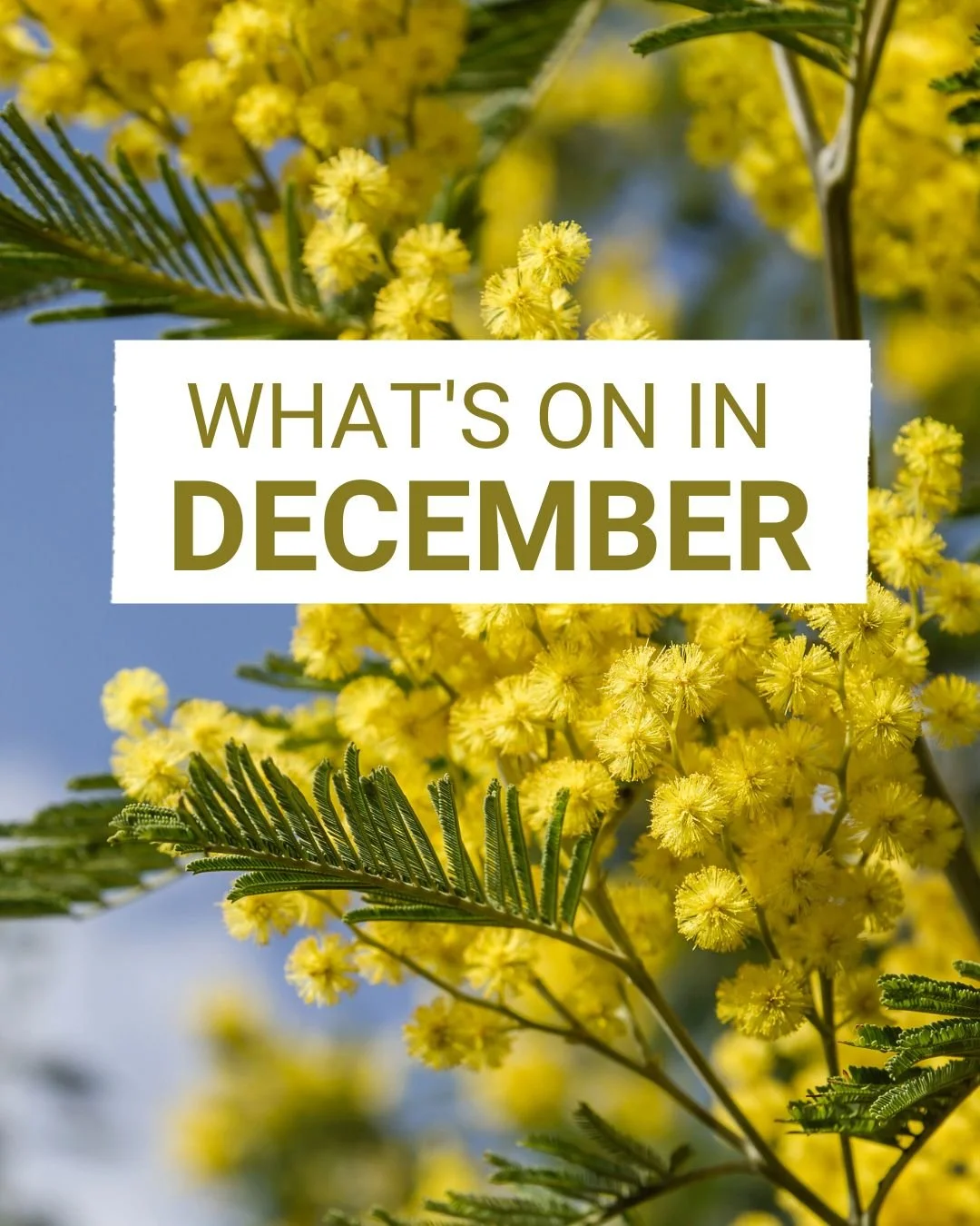 ✨ December is almost here and the festive excitement is already starting to build up in the Hawkesbury!

From heritage train rides with Santa to twilight carriages and festive themed workshops, it&rsquo;s the perfect month to take a moment to explore