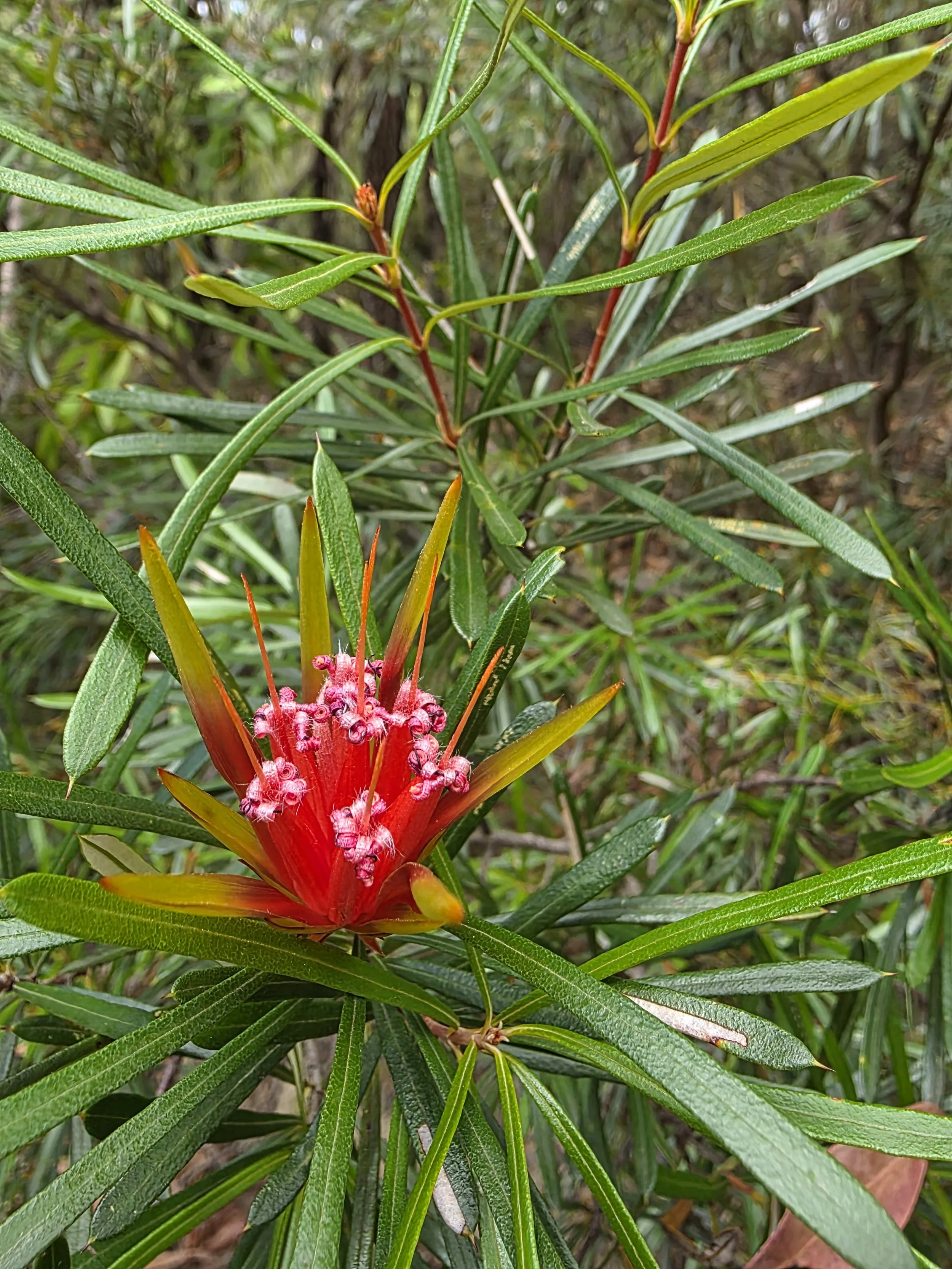 Blue Mountains Flora 3.jpg