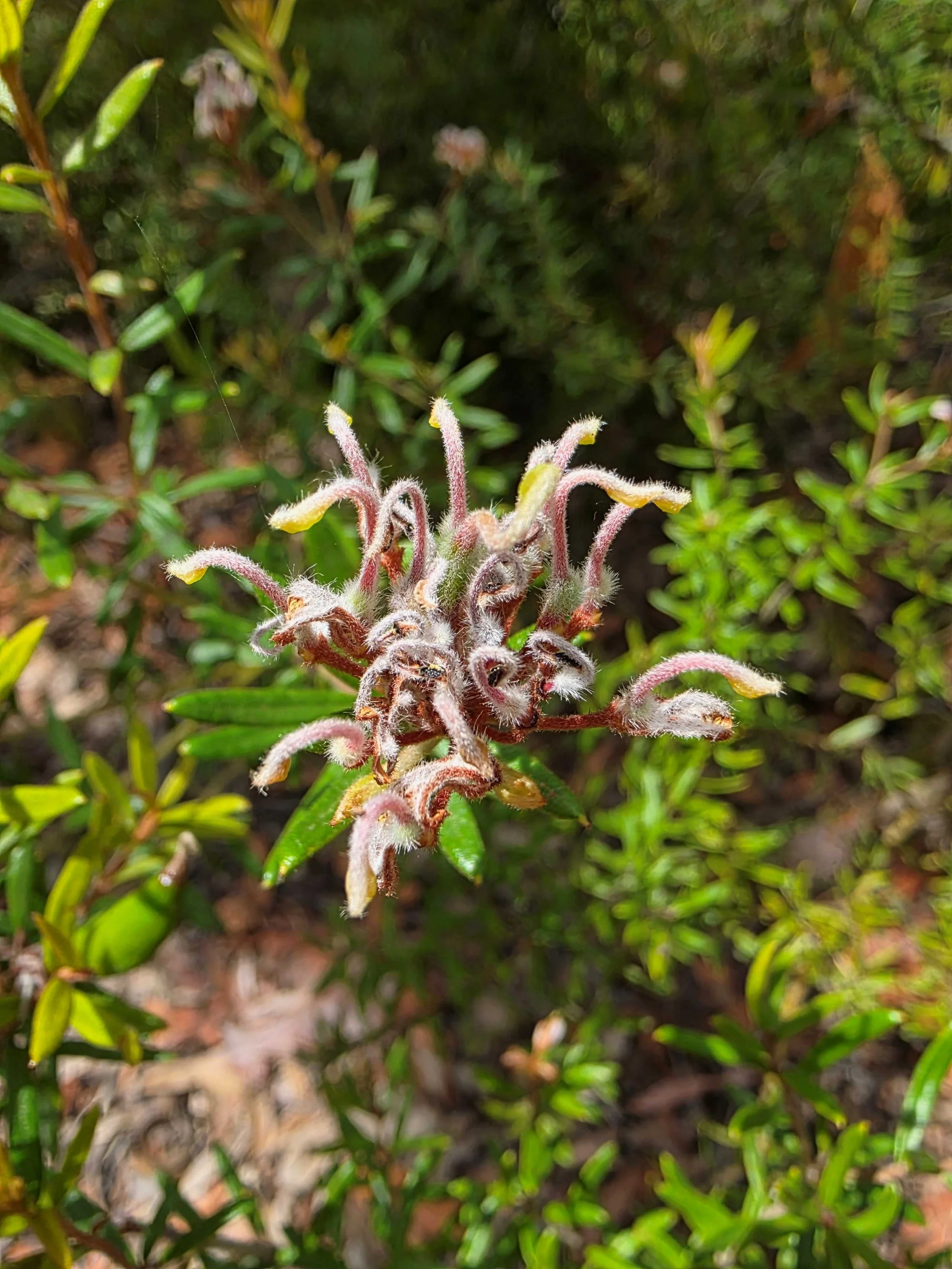 Blue Mountains Flora.jpg