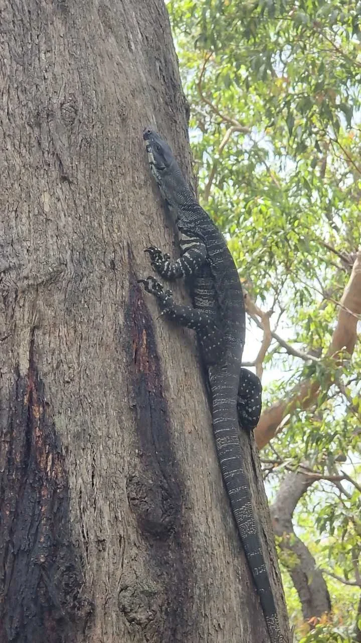 Goanna.jpg