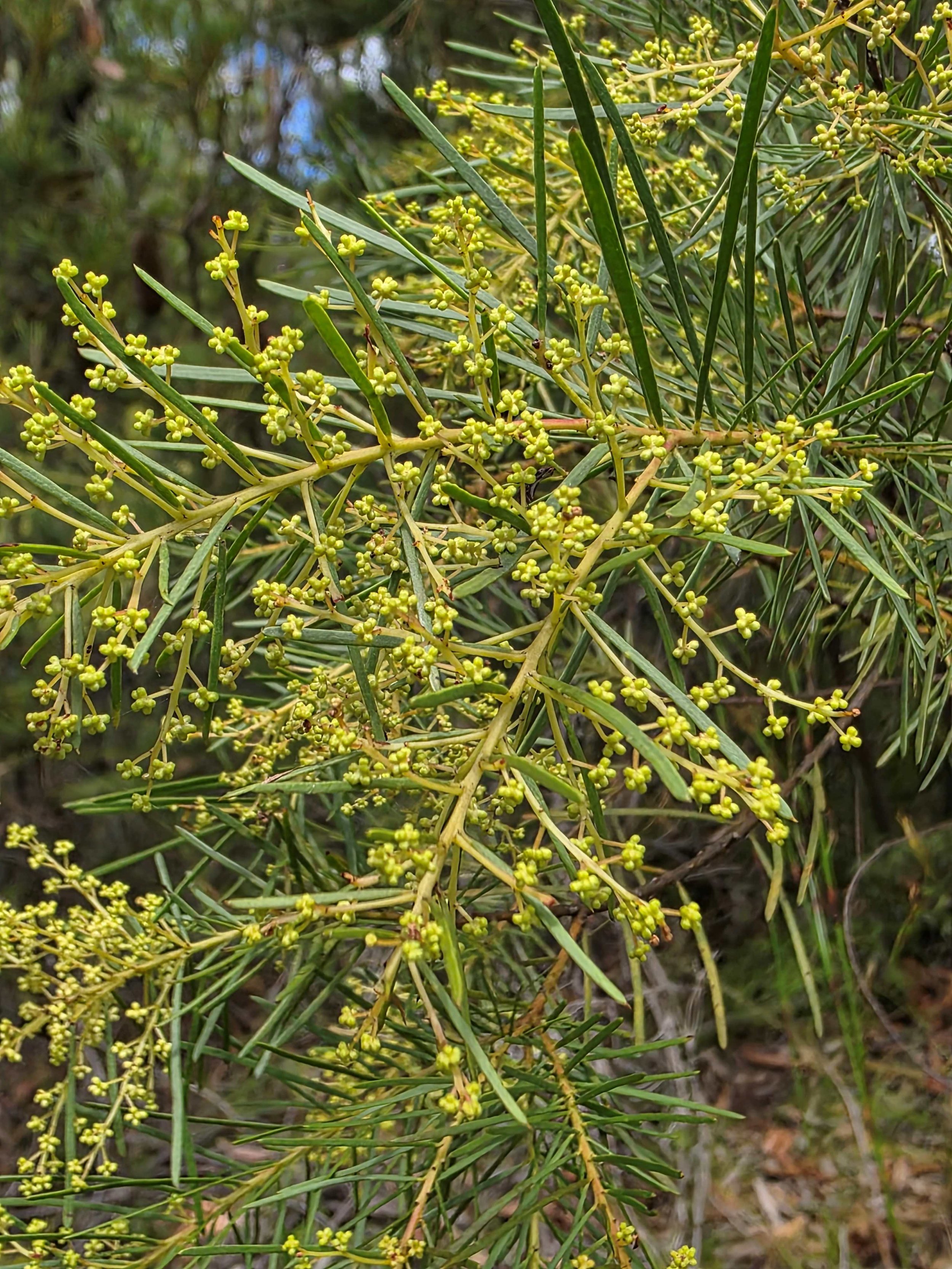 Blue Mountains Flora 2.jpg