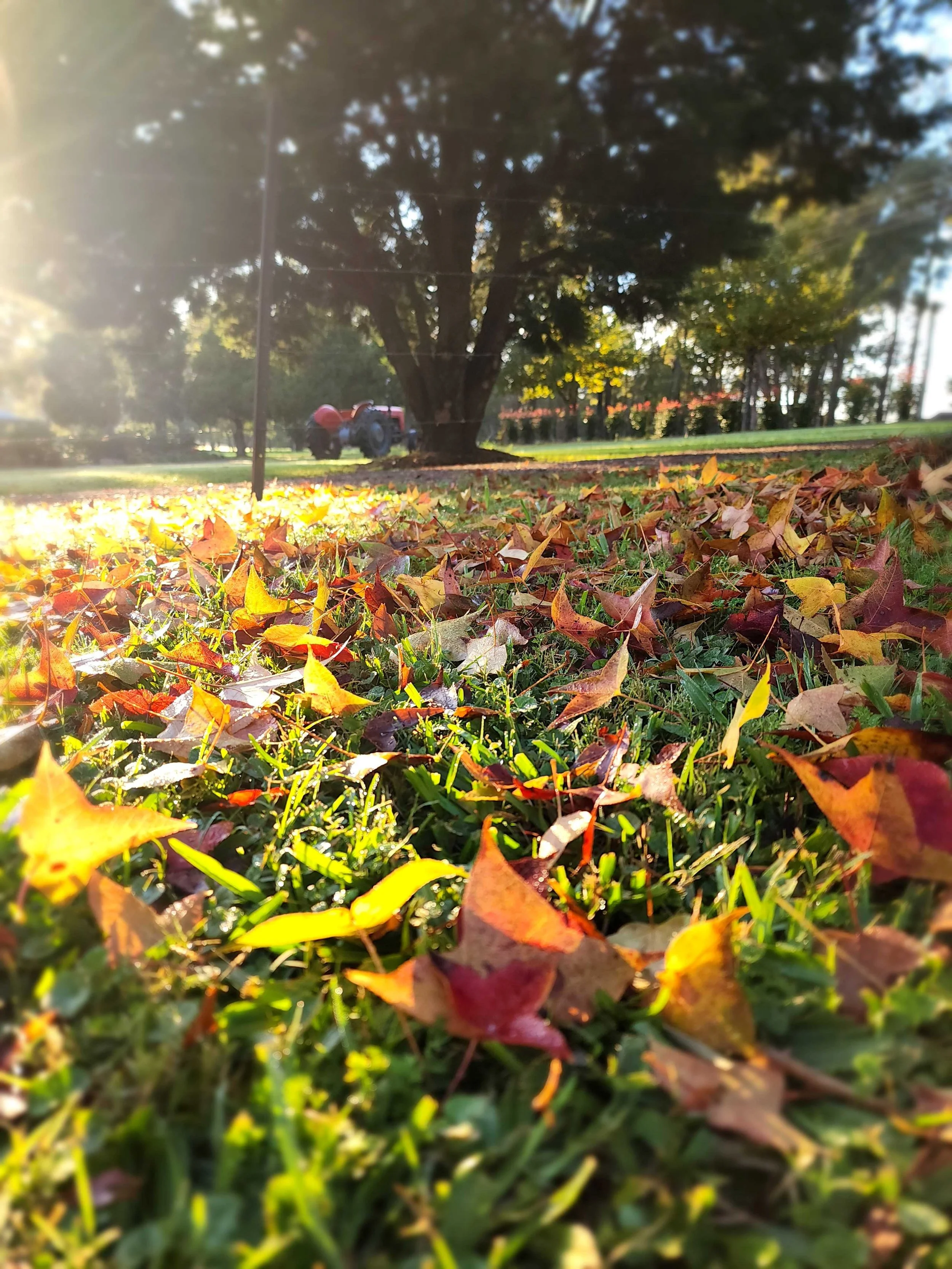 Autumn in the Hawkesbury.jpg