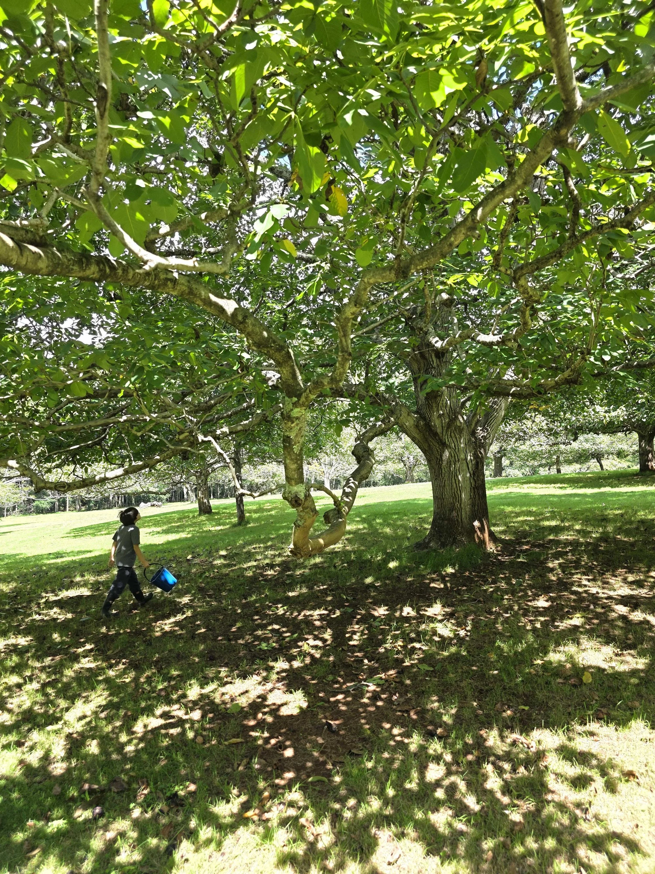 kookootonga farm 1.jpg