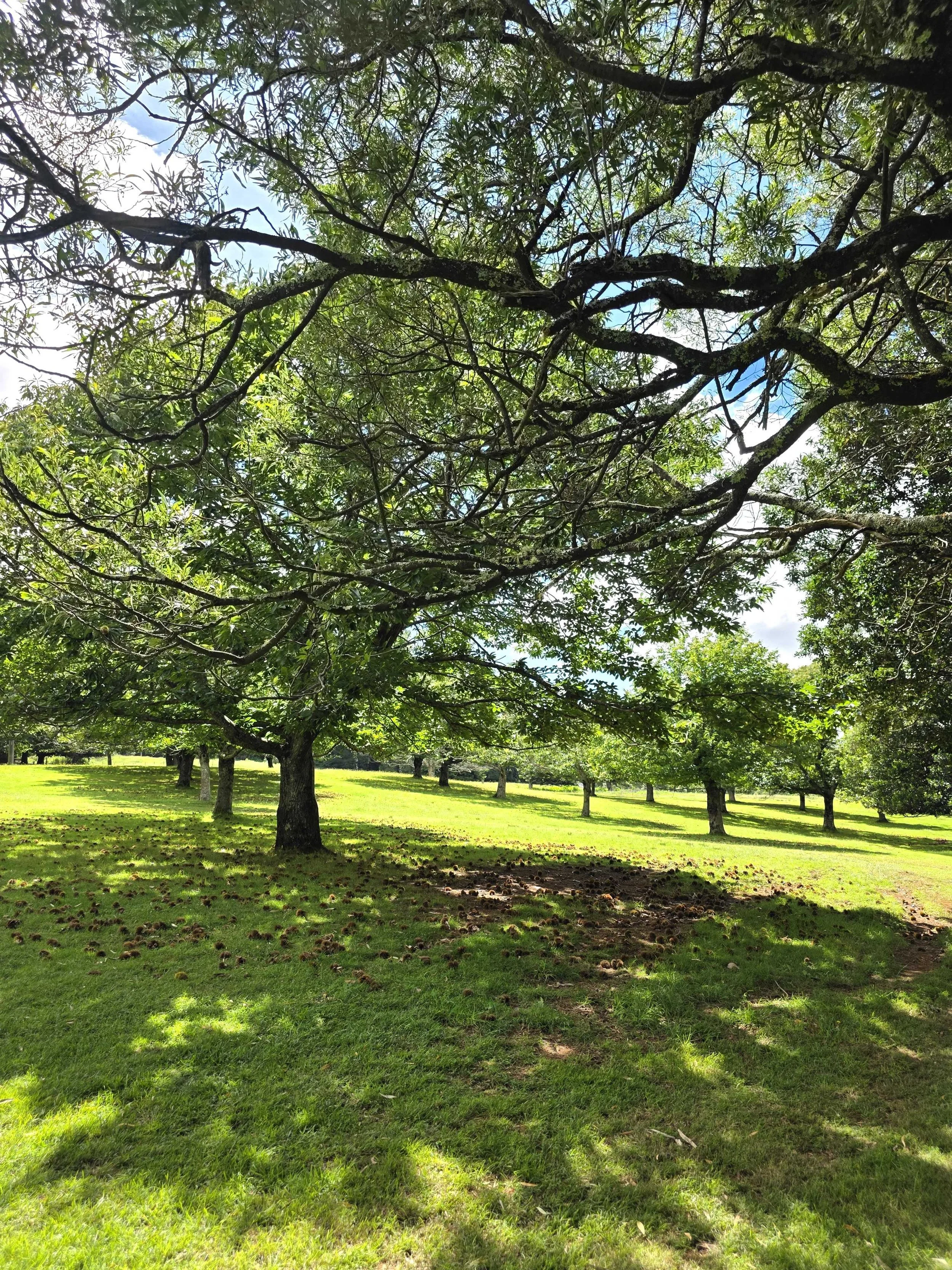 kookootonga farm 2.jpg