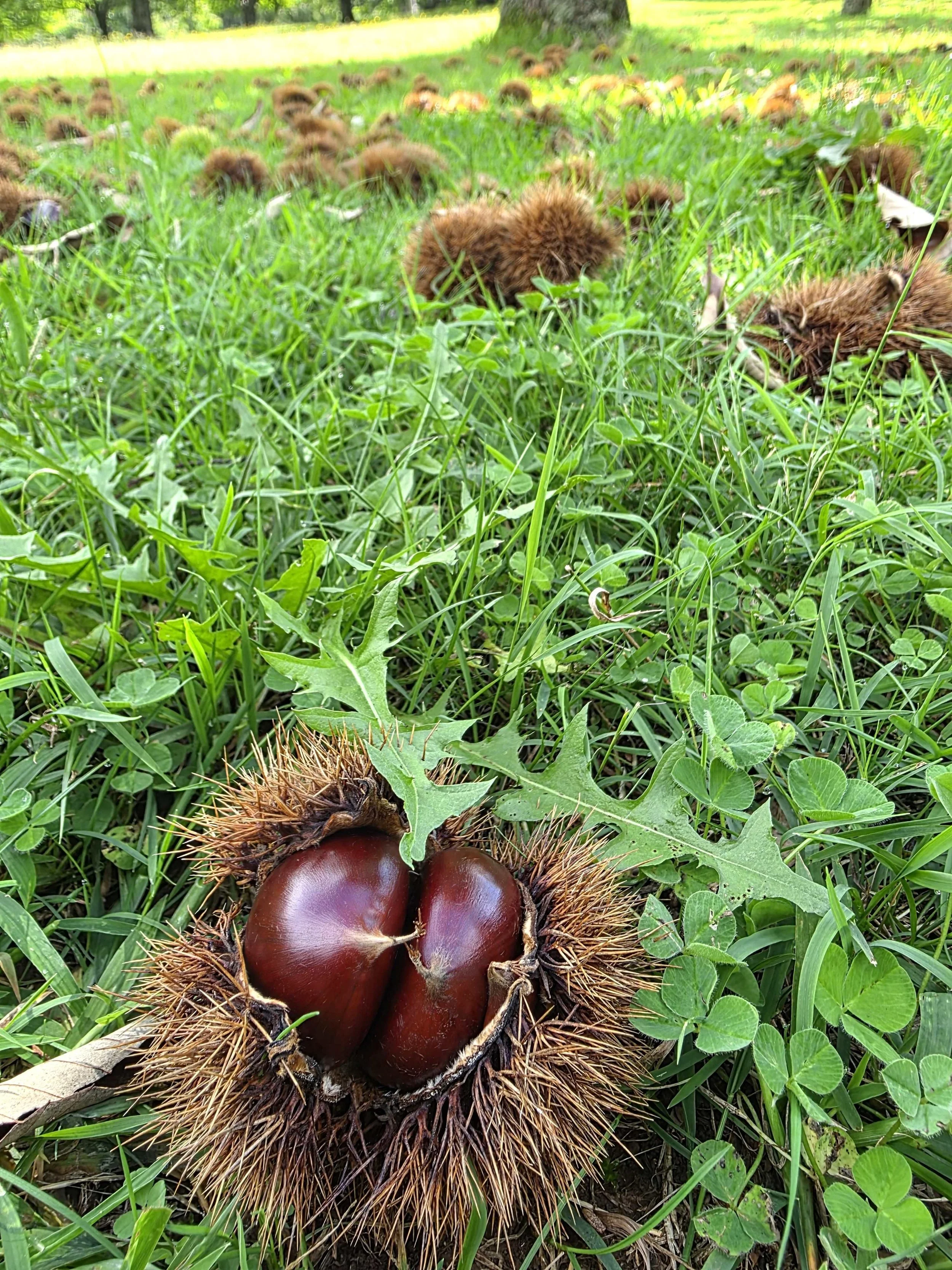 kookootonga farm 4.jpg