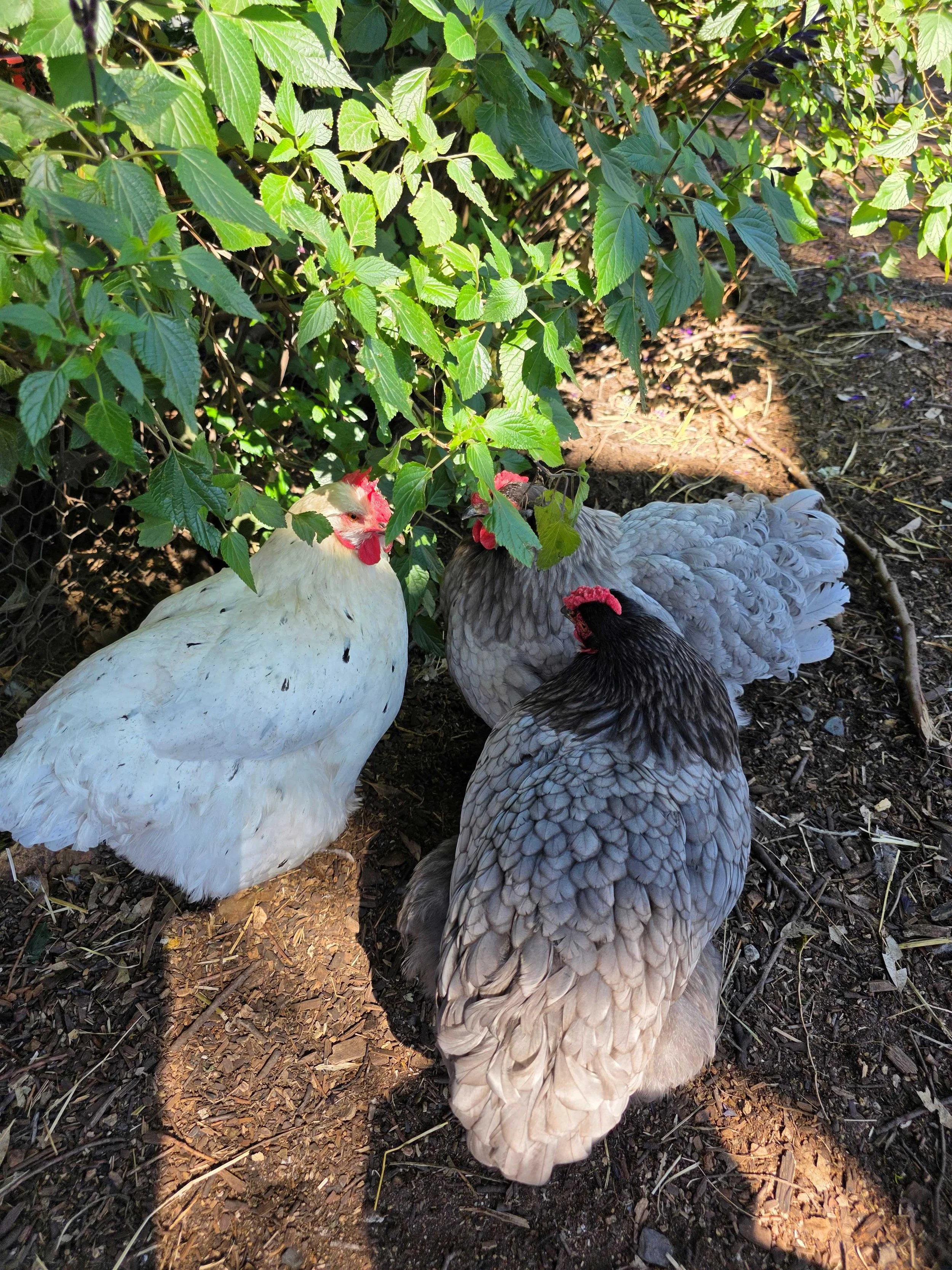 Hawkesbury Chickens.jpg