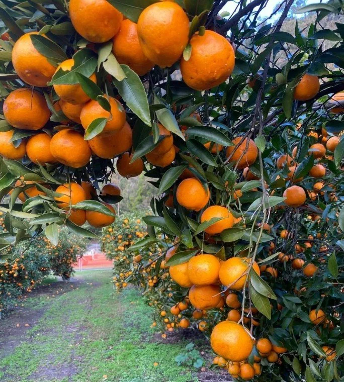 mandarin-picking-hawkesbury-orchard.jpg