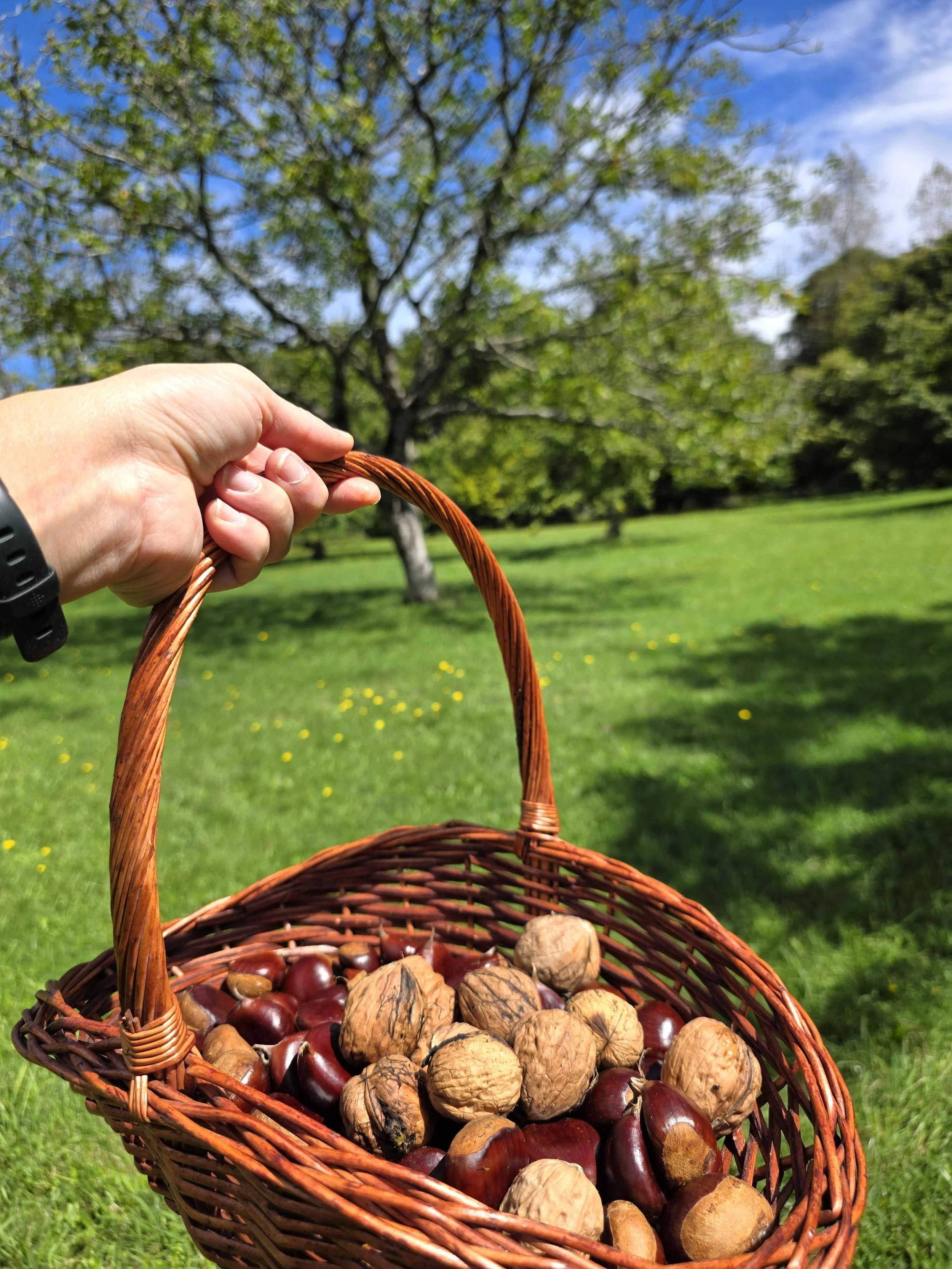 Basket of freshly picked chestnuts and walnuts at Mt Irvine orchard near Bilpin during autumn nut picking season