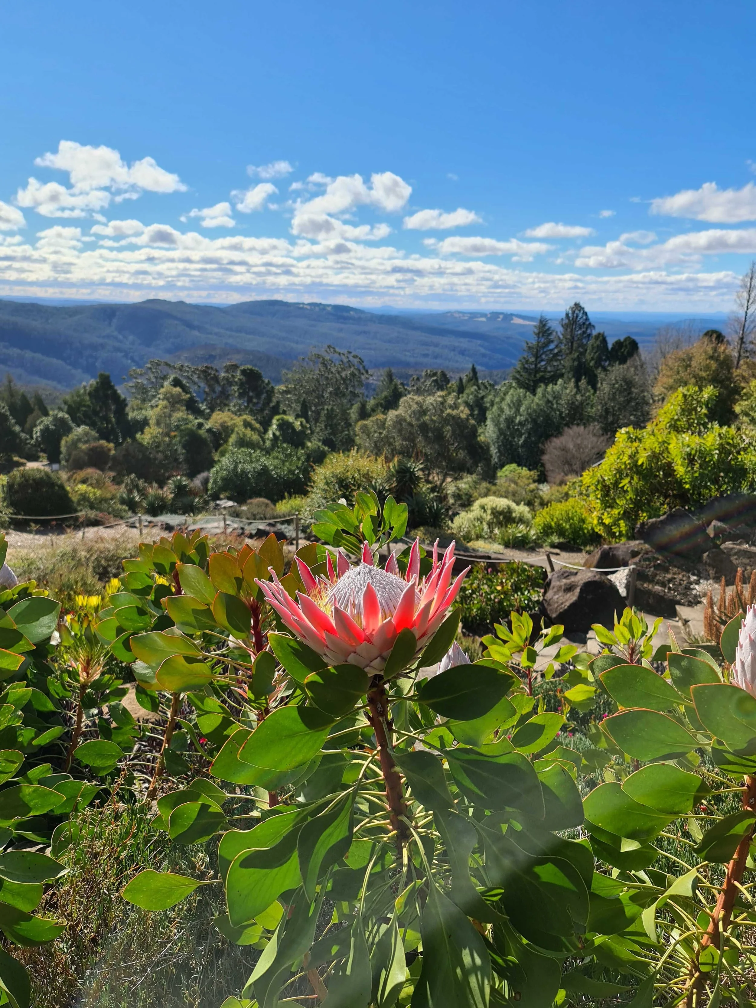 Native waratah flower at Mount Tomah Botanic Garden overlooking Blue Mountains landscape during school holiday program