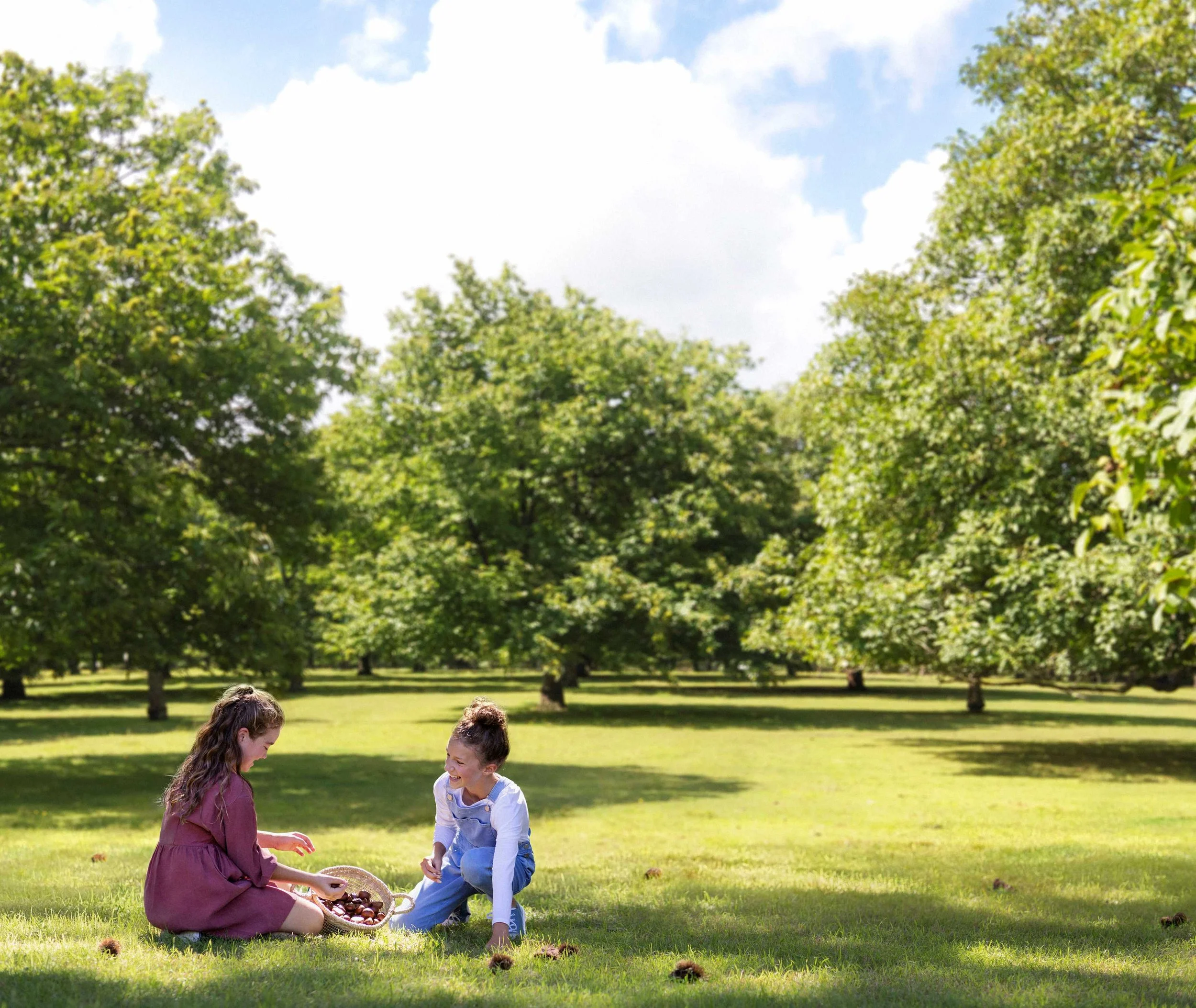 Kids chestnut picking in Bilpin orchard during autumn school holidays near the Blue Mountains