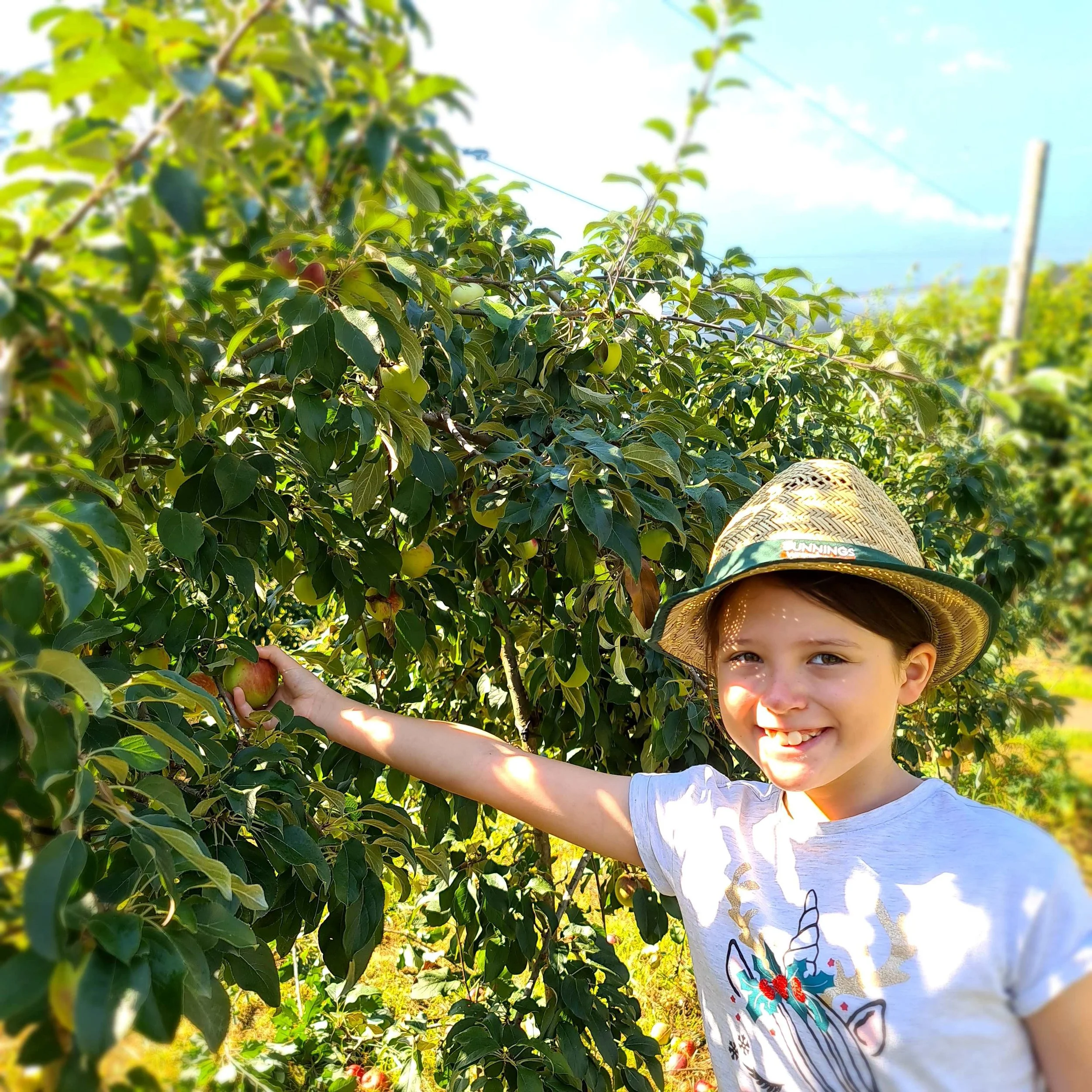Child picking apples at a Bilpin orchard near the Hawkesbury during April school holidays