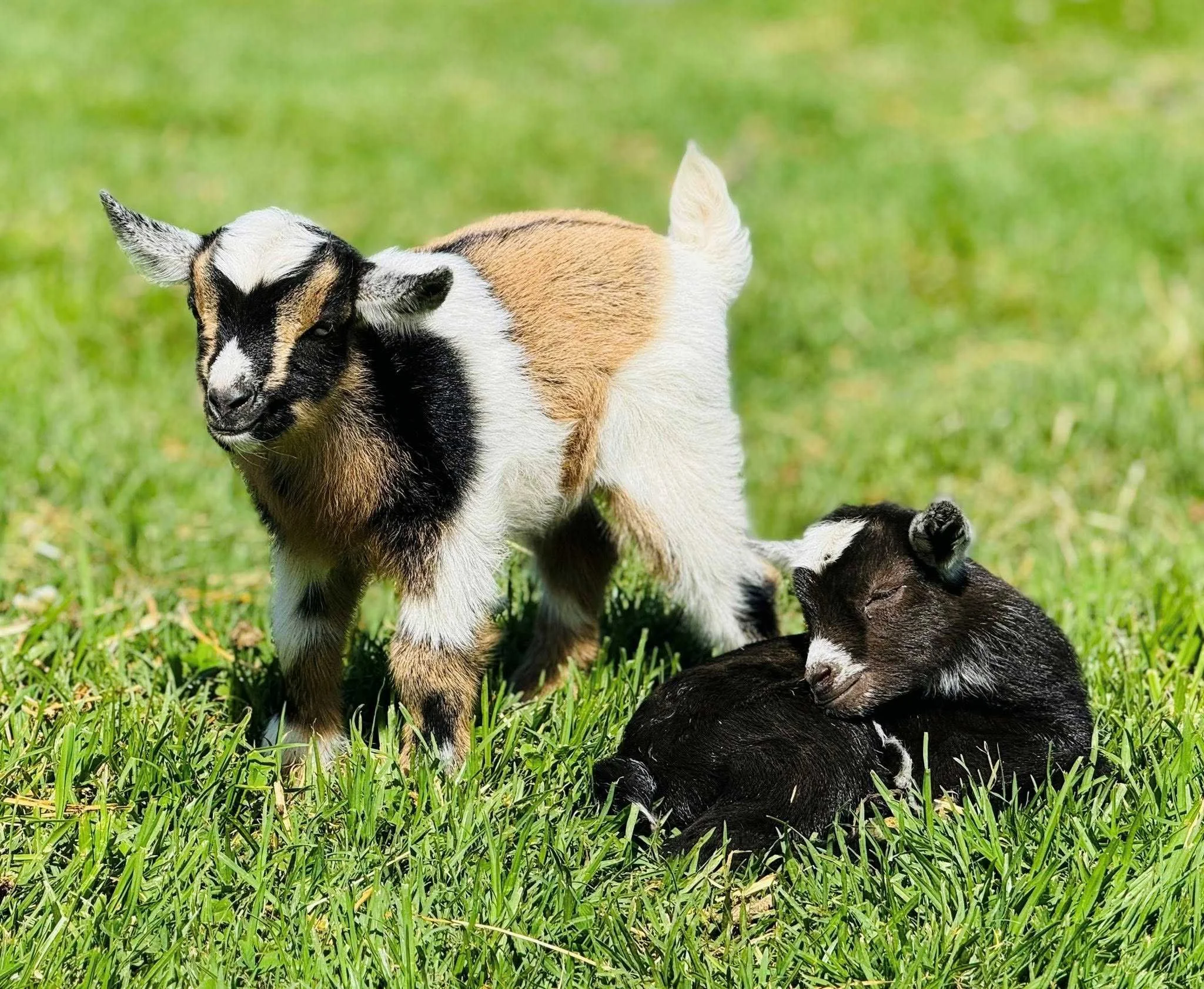 Two baby goats (kids) playing and resting on green grass in a sunny farm setting, showcasing cute farm animals and rural countryside life.
