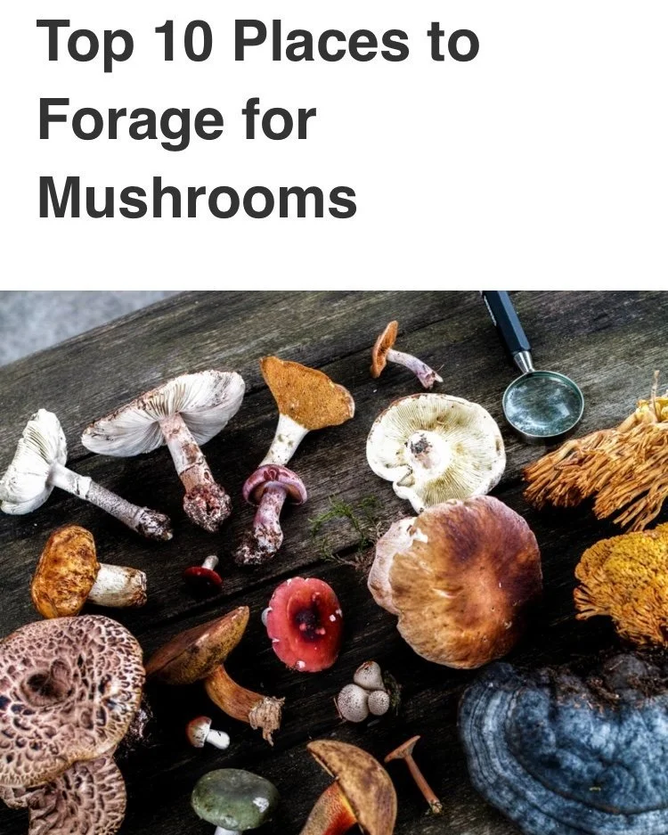 Mushroom Foraging