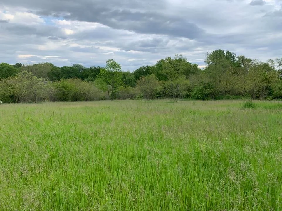 Common Ground in May. big field.jpg