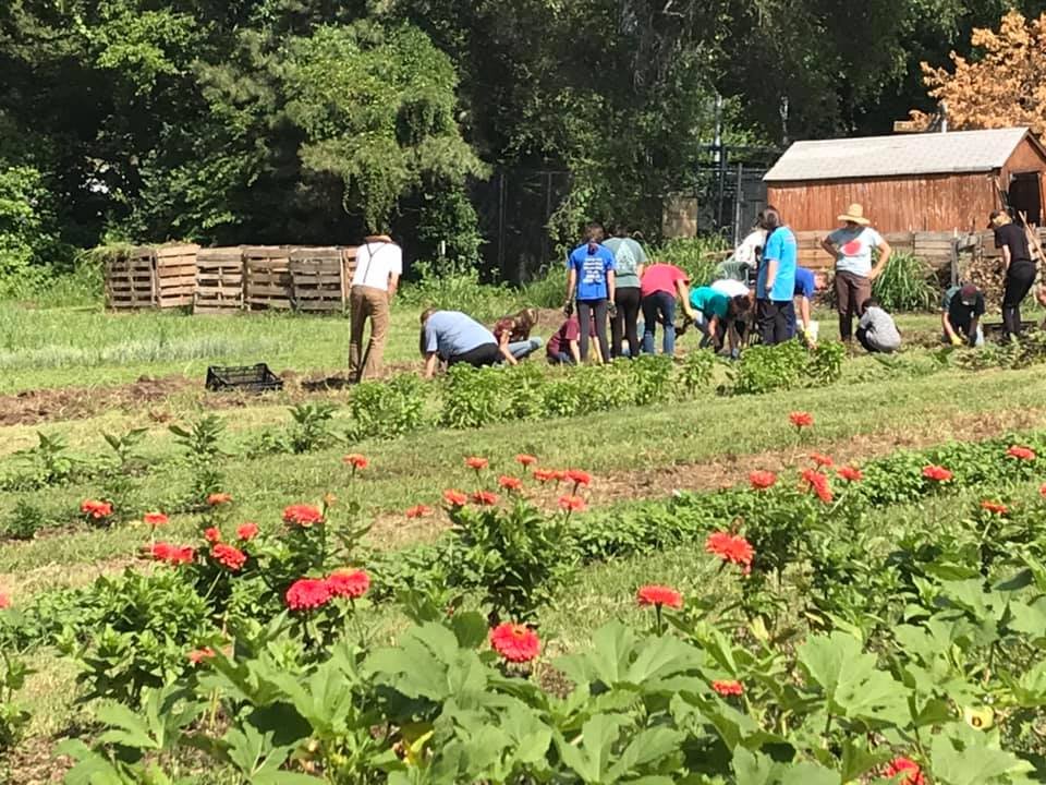community potato dig w zinnias and brown shed.jpg