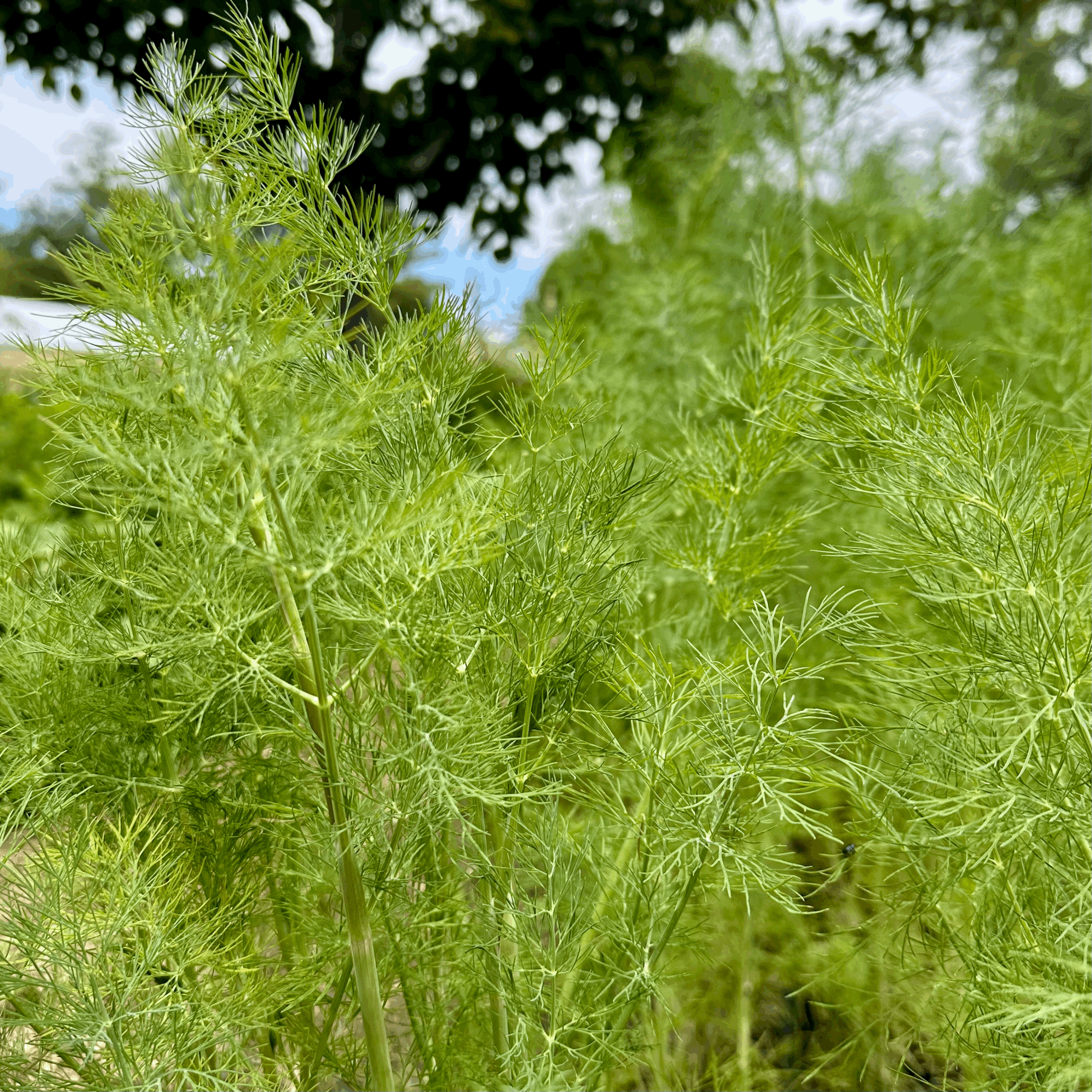 Dill