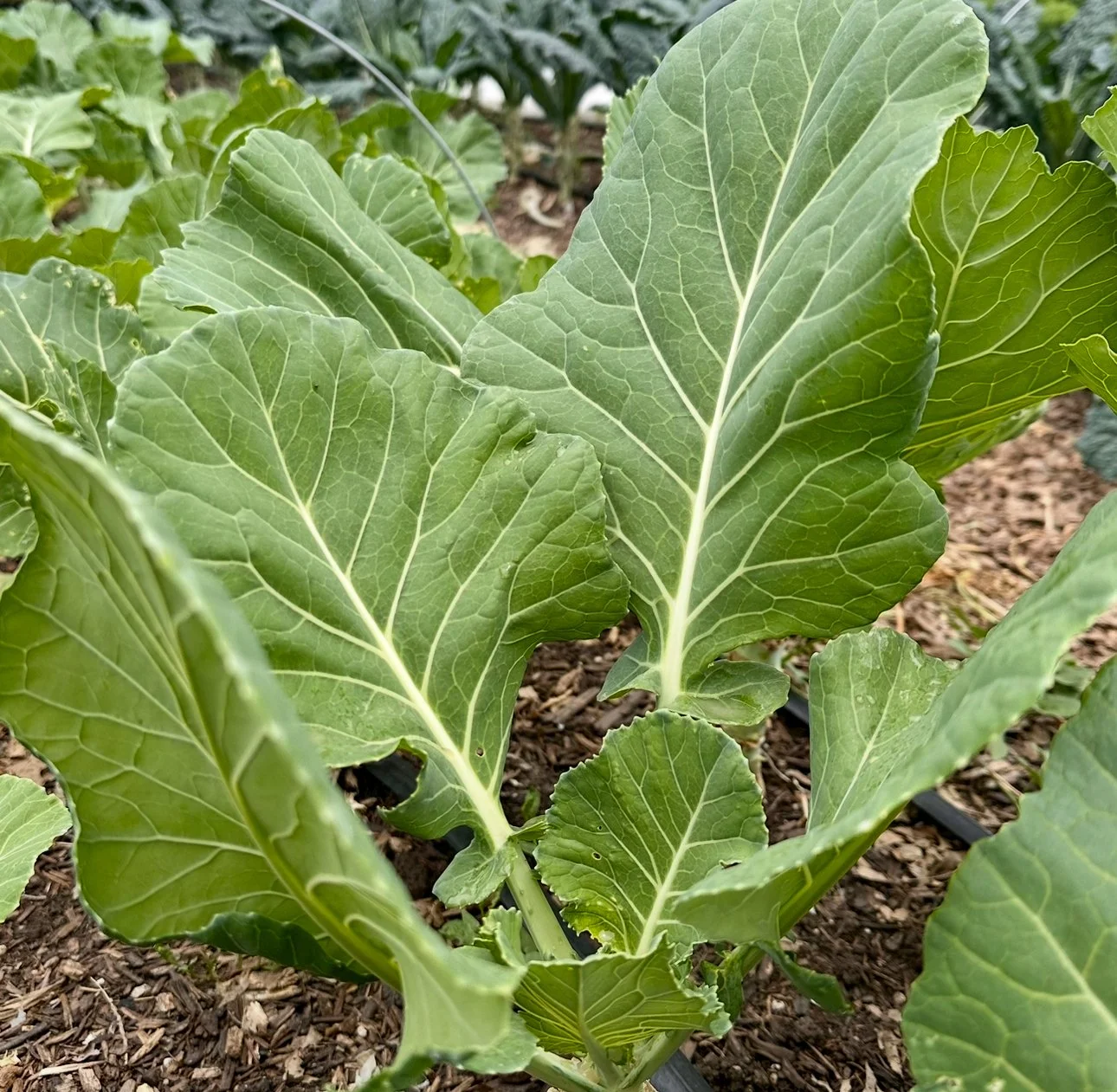 Collard Greens