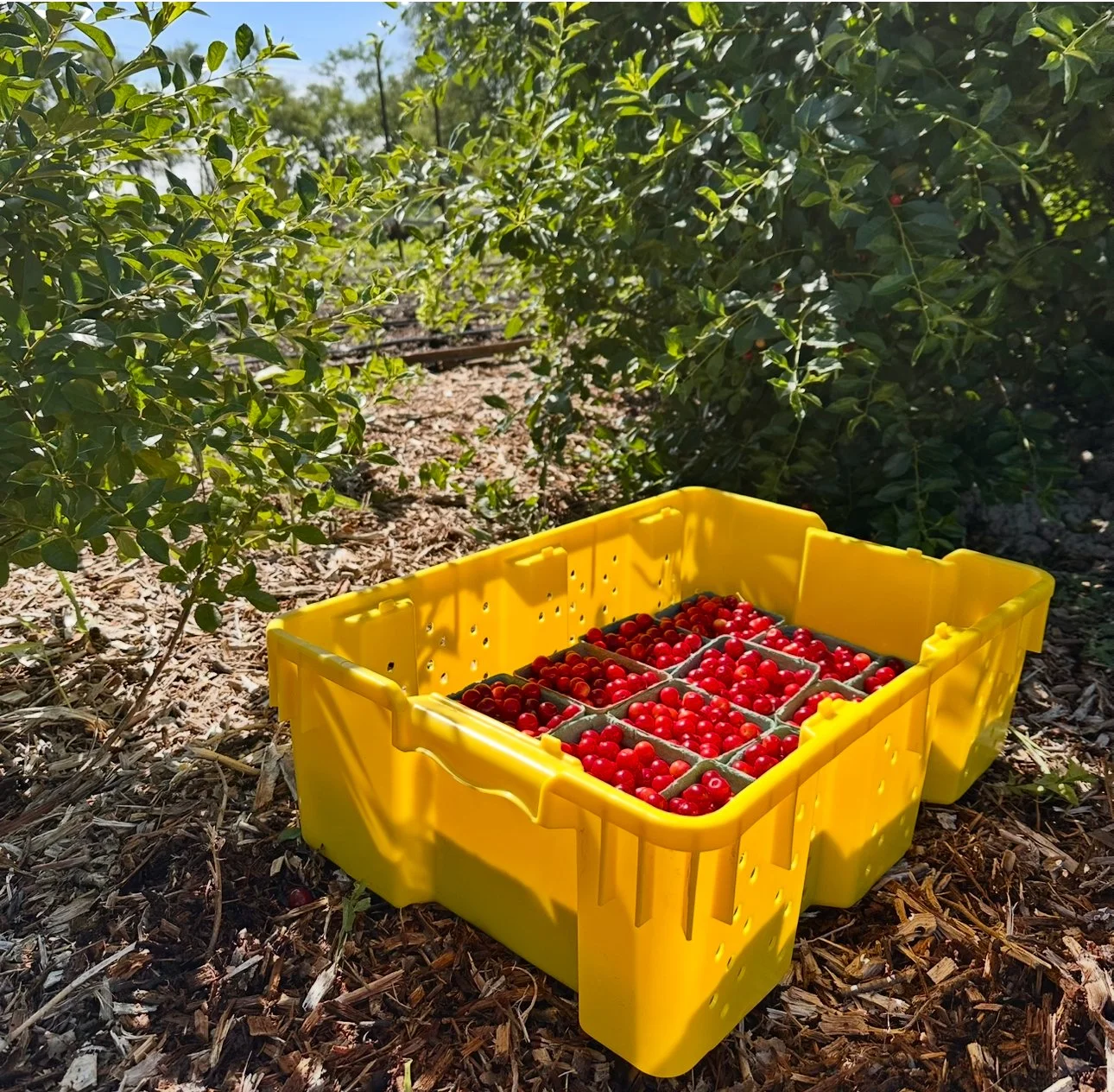 Cherries