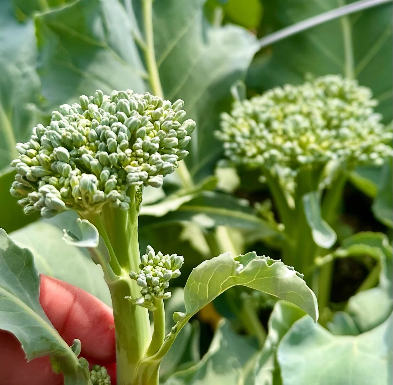 Broccoli, Sprouting