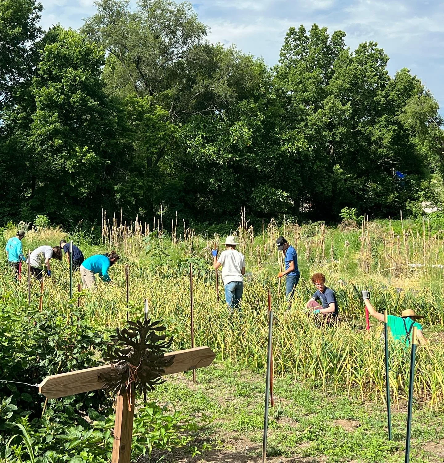 Farmers on the Rise youth apprentices and staff working in the field at Gibbs Road Farm.
