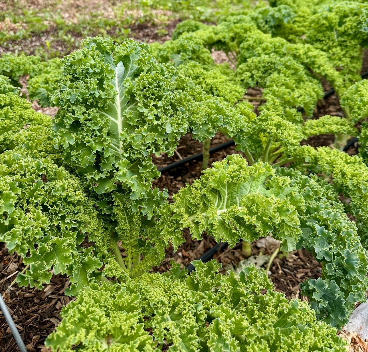 Kale, Green Curly