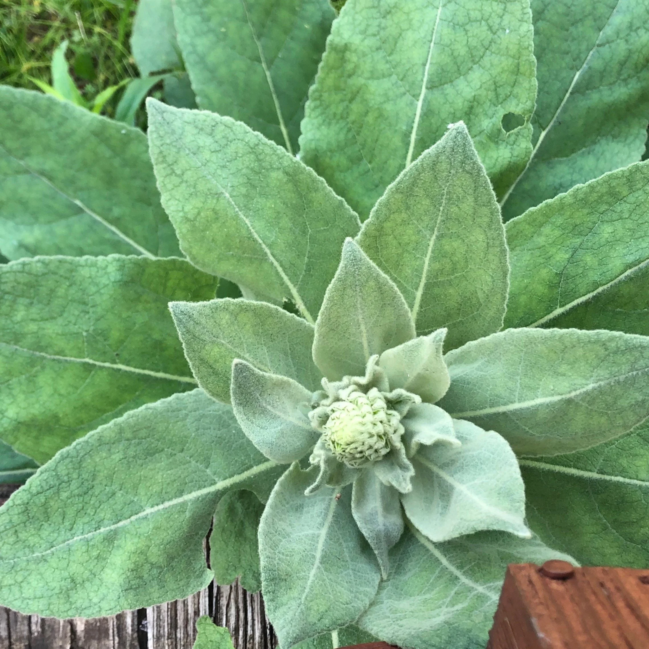 mullein close up.JPG