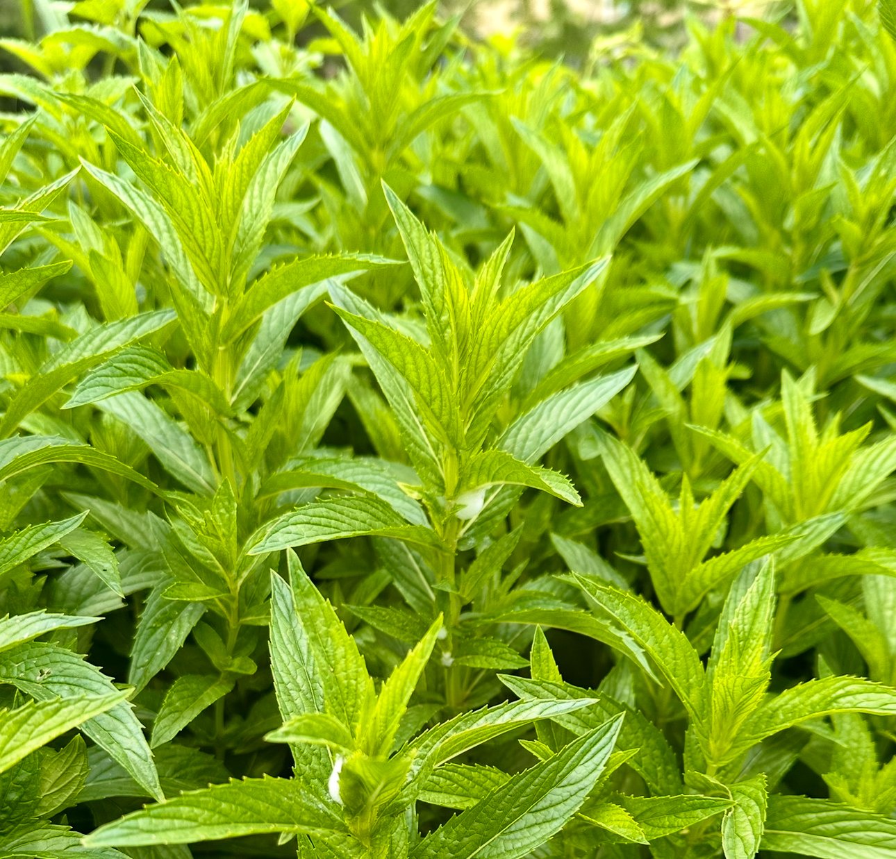 Mint