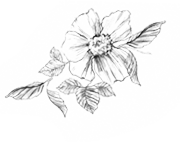 flower small.png