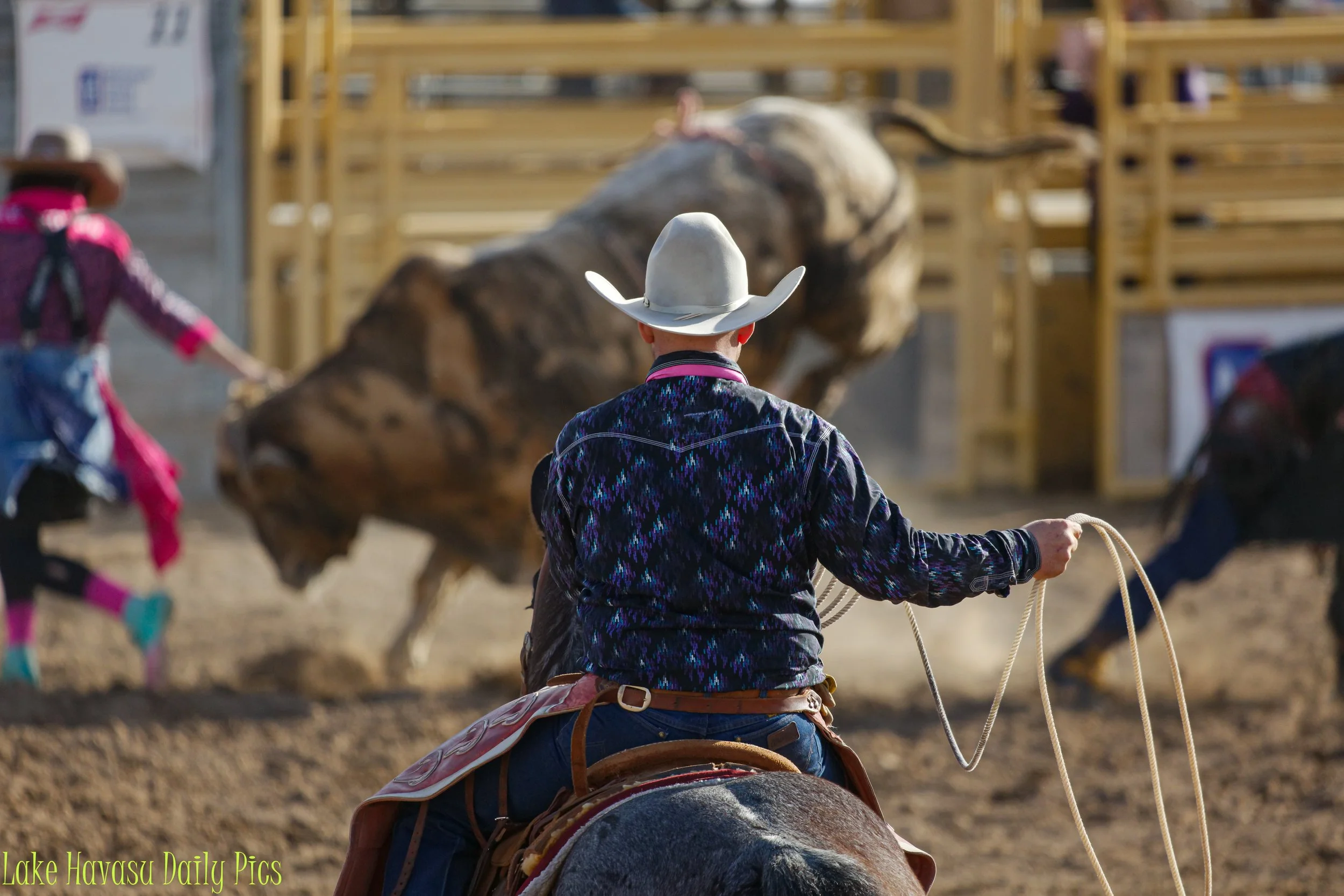 bulls in january (16).JPG