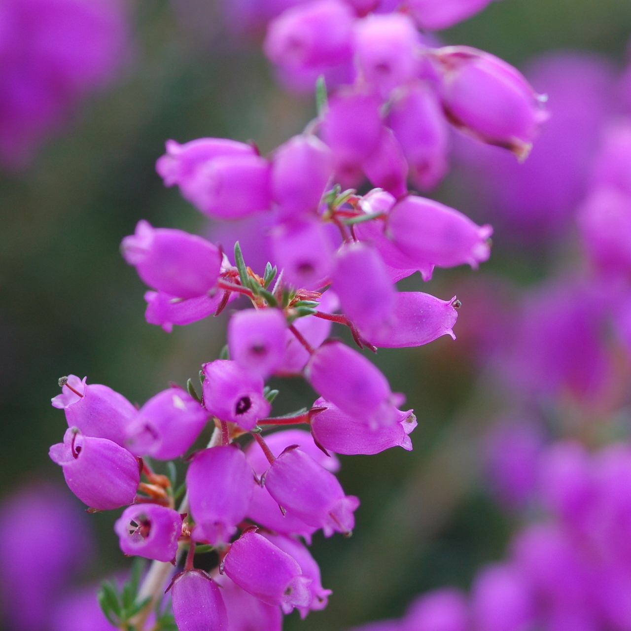 Bell_Heather_new__.jpeg