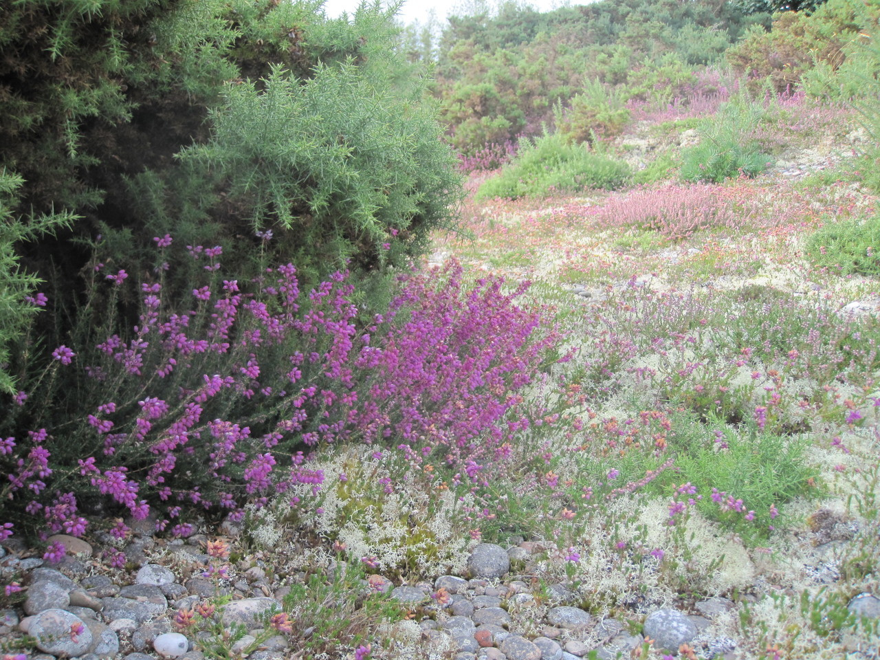 bellheather_locationJPG_.jpeg