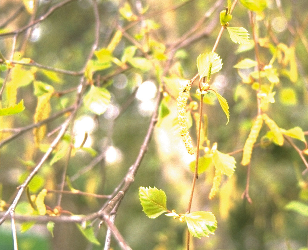 birch-photo__.jpg