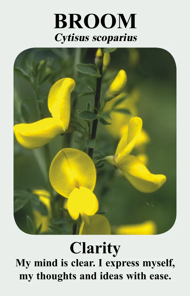 broom-card__.jpg