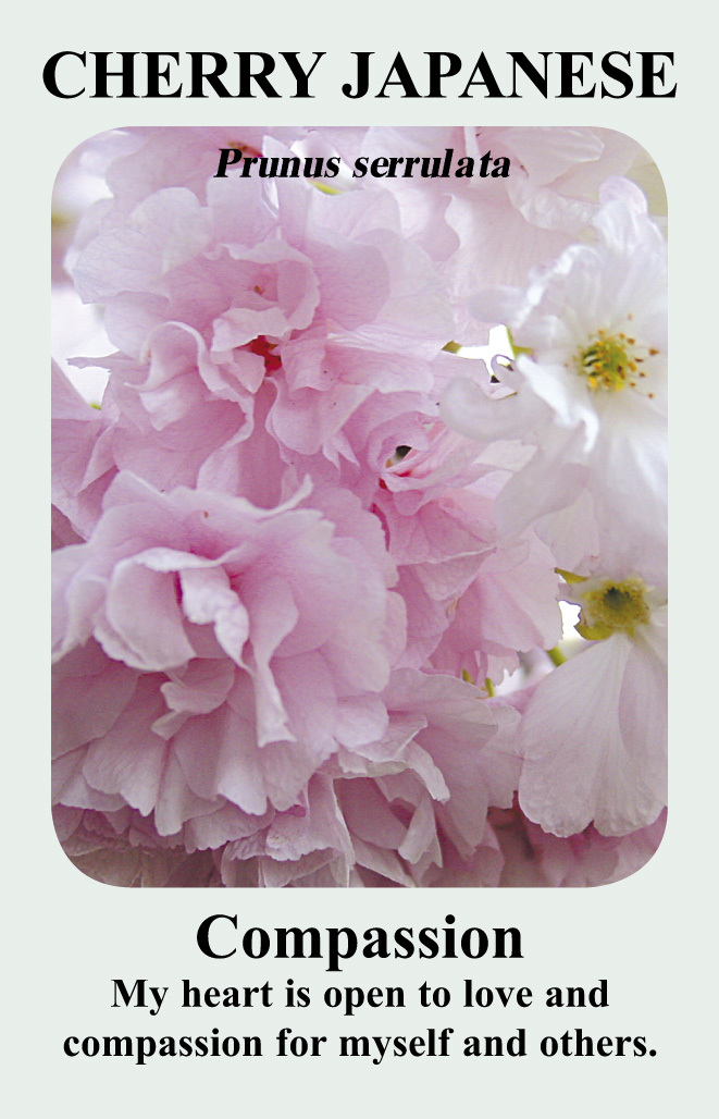 cherry-card_.jpg