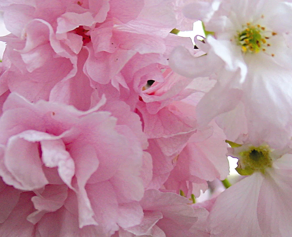 cherry-photo__.jpg
