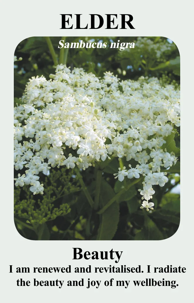 elder-card__.jpg