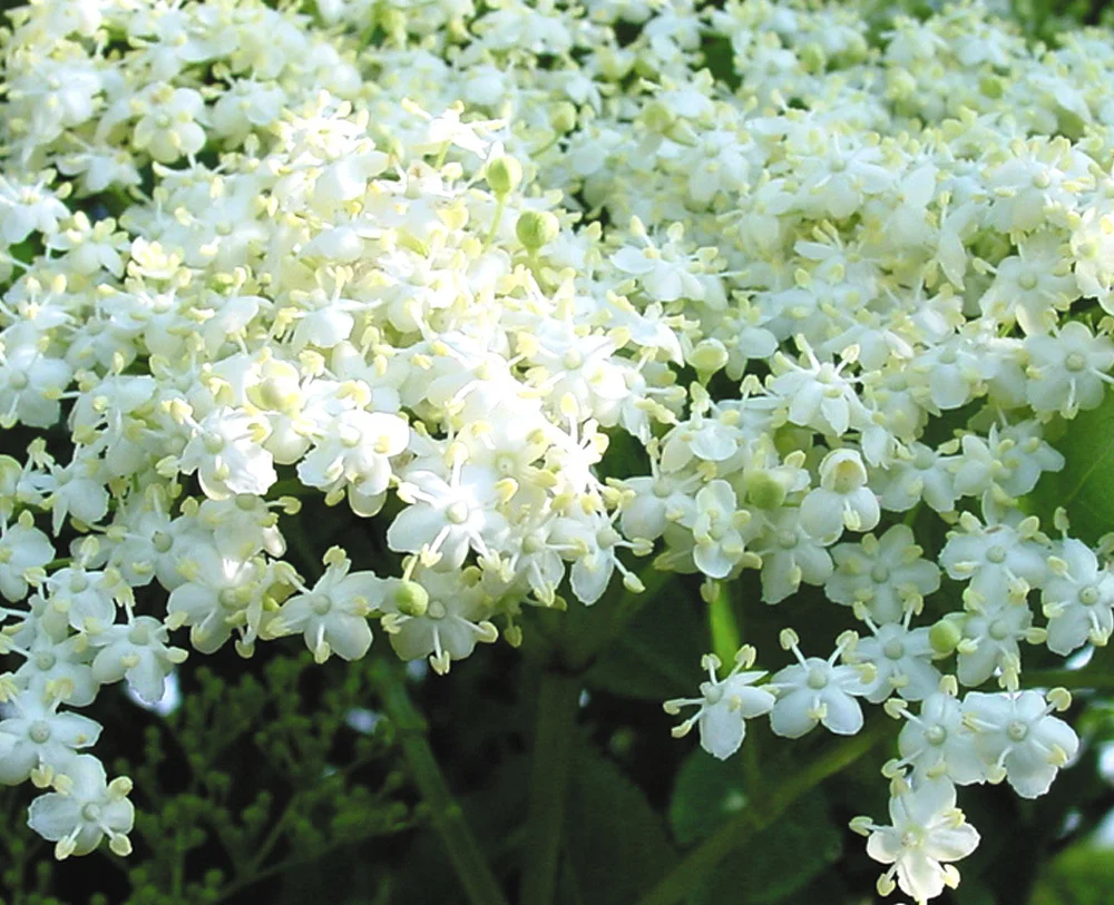 elder-photo__.jpg