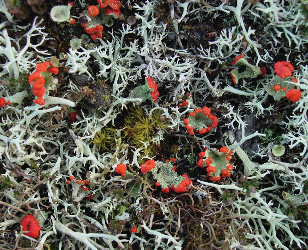 elf-cup-lichen-photo__.jpg