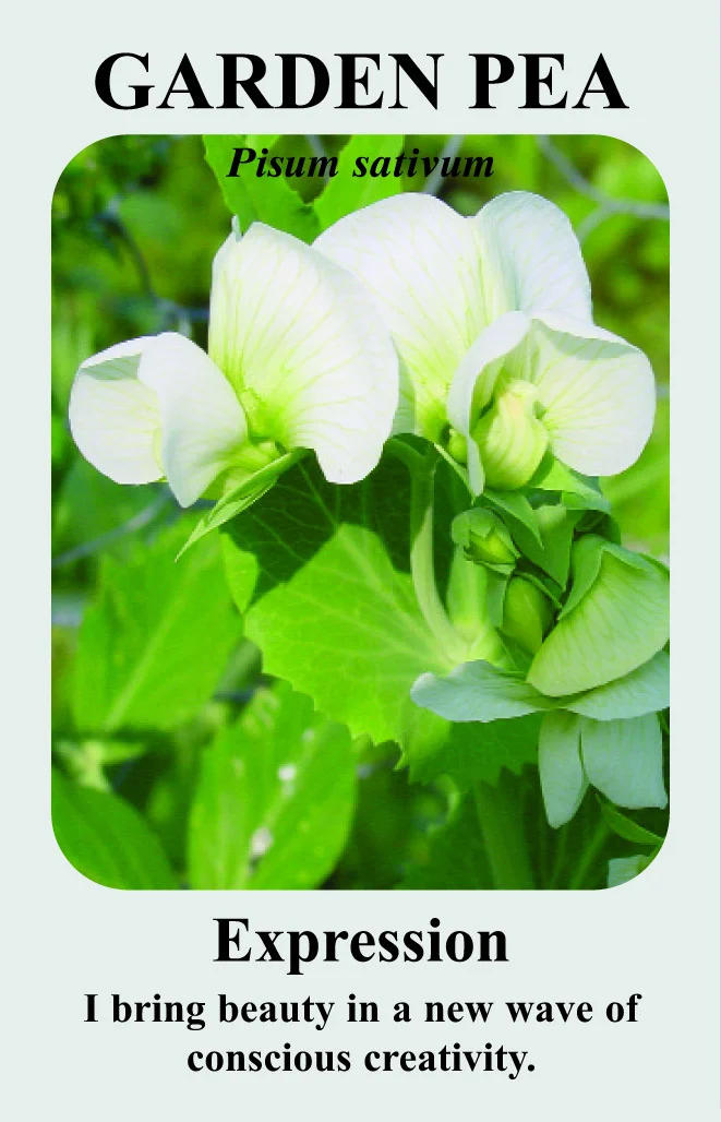 garden-pea-card__75177.1366104989.1280.1280.jpg