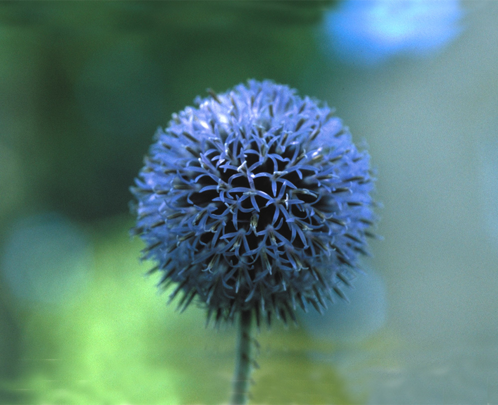globe-thistle-photo__14744.1366105552.1280.1280.jpg