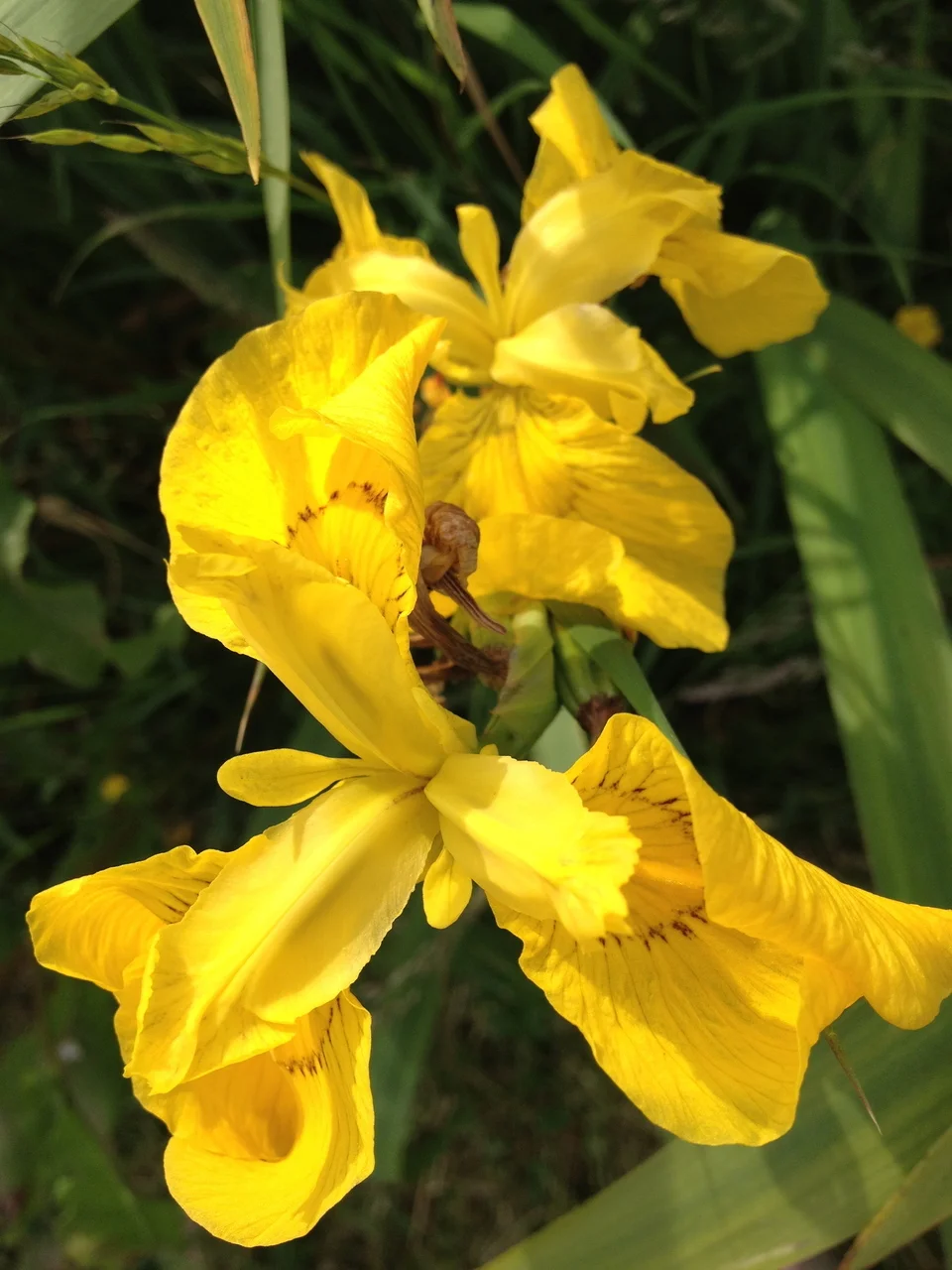 Golden_Iris__66479.1375717754.1280.1280.jpg