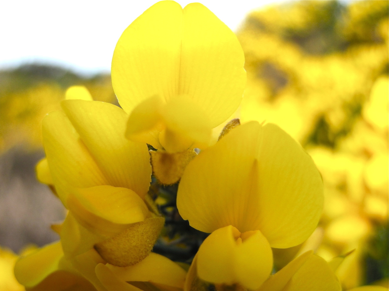 gorse__66427.1375710437.1280.1280.jpg