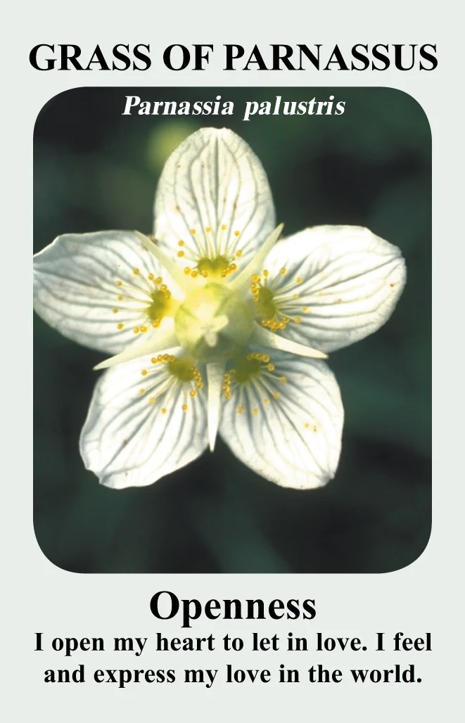 grass-of-parnassus-card__71998.1366106006.1280.1280.jpg