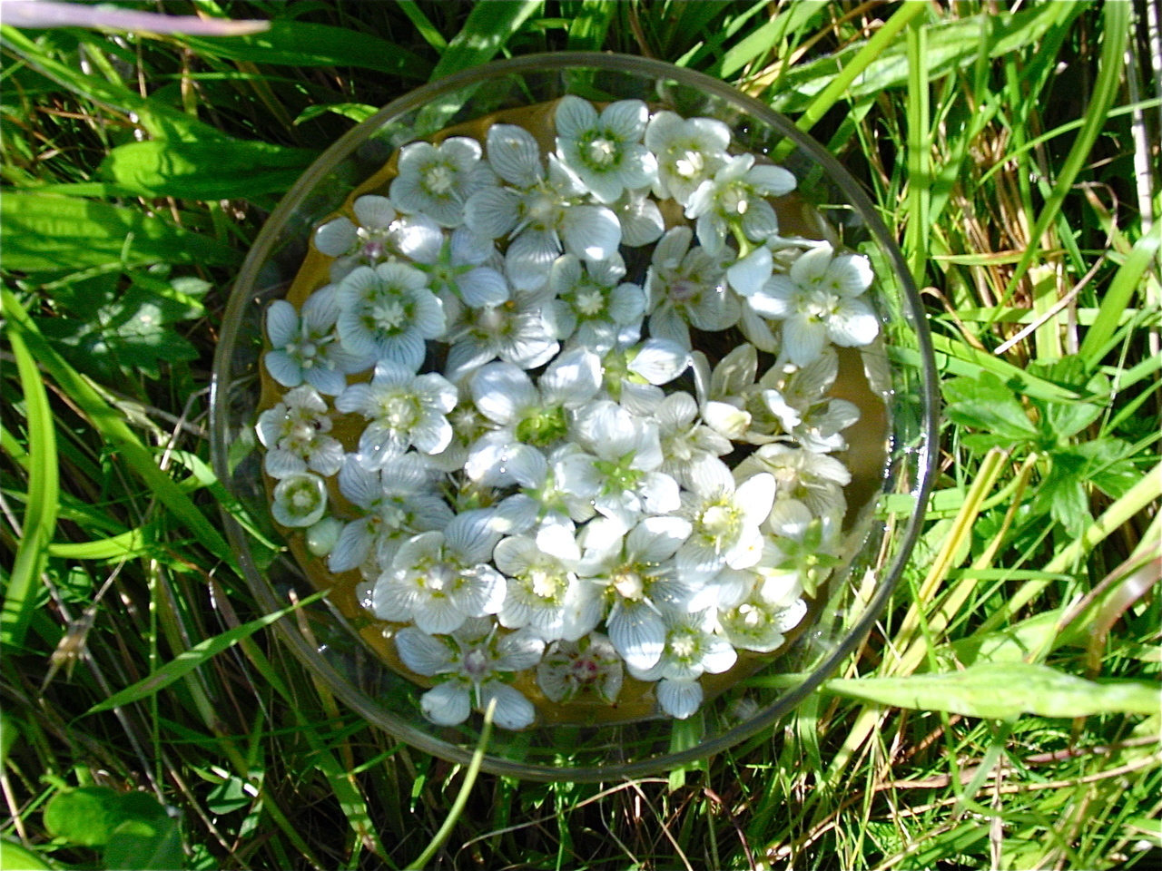 grassofparnassus_solar__51696.1375710586.1280.1280.jpg